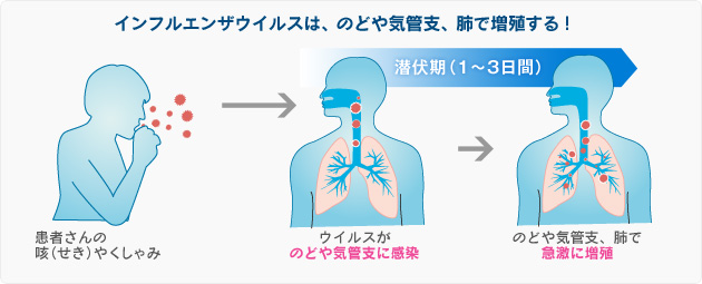 インフルエンザウイルスは、のどや気管支、肺で増殖する！