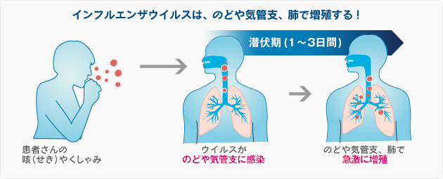 インフルエンザウイルスは、のどや気管支、肺で増殖する！ 患者さんの咳（せき）やくしゃみからウイルスがのどや気管支に感染、潜伏期（1〜３日間）を経て、のどや気管支、肺で急激に増殖