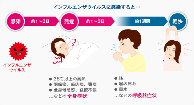 インフルエンザウイルスに感染すると... 感染:約1~3日 発症:約1~3日 約1週間経ち 軽快。 発症後:38℃以上の高熱 関節痛、筋肉痛、頭痛 全身倦怠感、食欲不振 などの全身症状 やや遅れて:咳 喉の痛み 鼻水 などの呼吸器症状